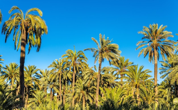 Il Palmeral di Elche