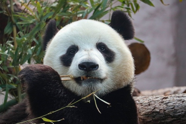 Il panda gigante bianco e nero stuzzica il bambù.