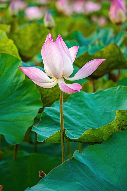 Il panorama degli stagni di loto in una campagna tranquilla e silenziosa Questo è il fiore del Buddha ed è utile per l'alimentazione umana Giardino Zen