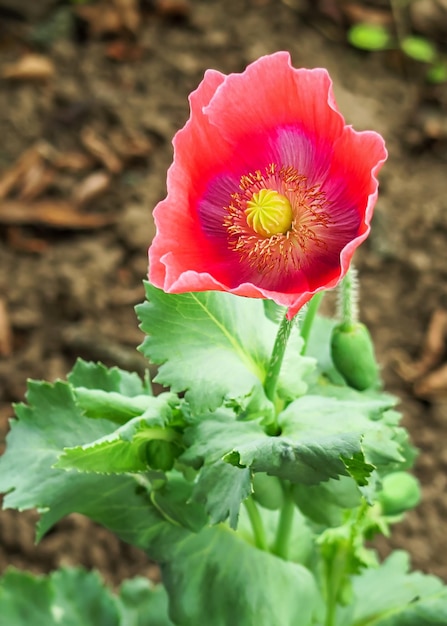 il papavero rosso cresce in un letto da giardino. concetto di coltivazione del papavero