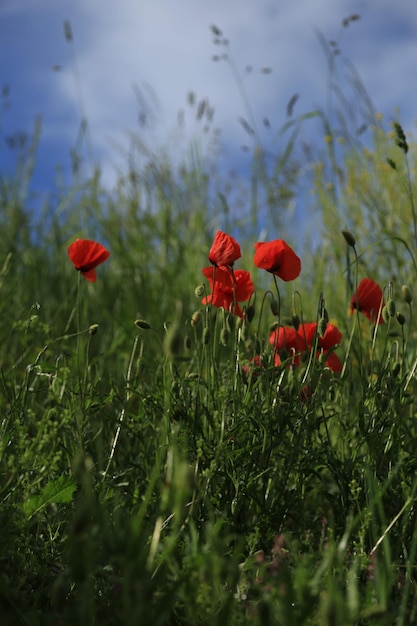 Il papavero rosso fiorisce sul campo