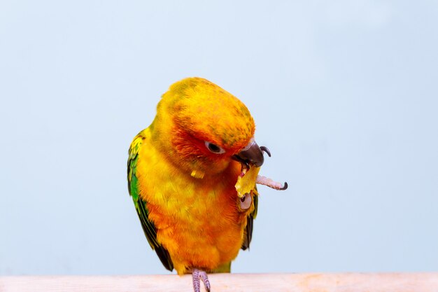 Il pappagallo adorabile del conuro del sole sta mangiando