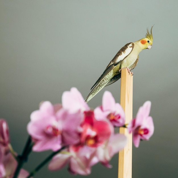 Il pappagallo Cockatiel si siede su un bastone nell'appartamento