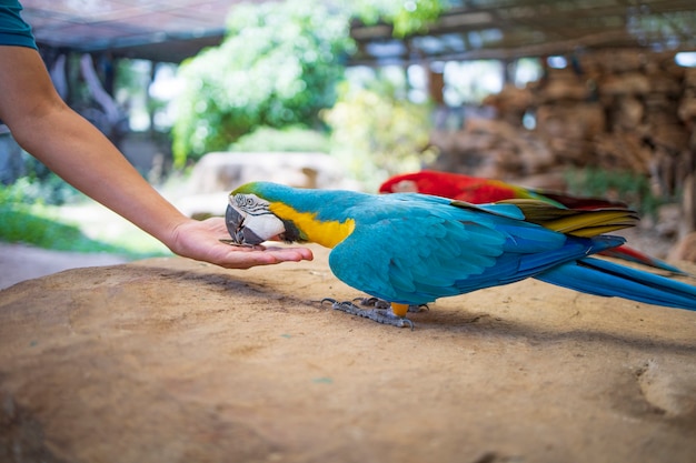 Il pappagallo dell'ara alimenta l'animale domestico dei semi di girasole nello zoo