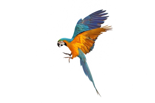 Il pappagallo macao blu e dorato colorato che vola isolato su uno sfondo bianco