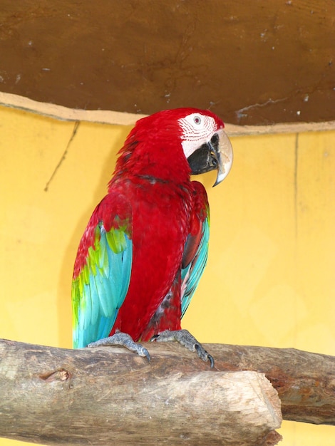 Il pappagallo nell'isola di Zoo Langkavi in Malesia