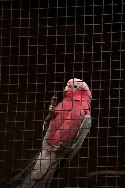 Il pappagallo rosa grigio si trova in una gabbia allo zoo