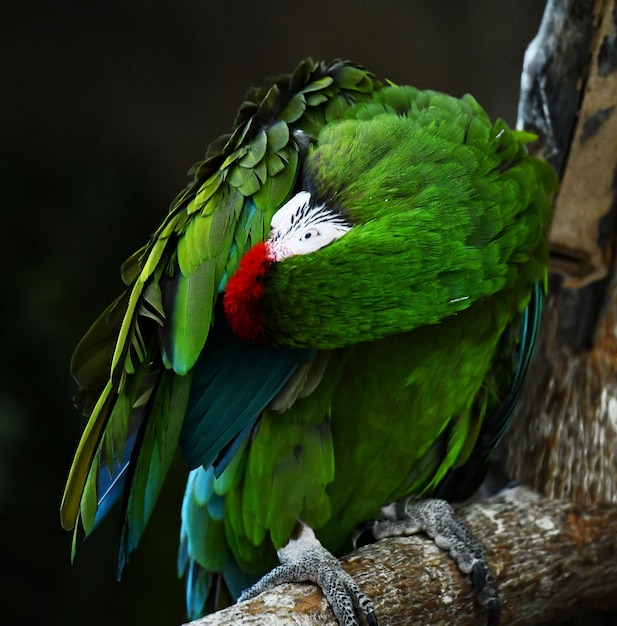 Il pappagallo verde si pulisce le piume e si prepara a dormire
