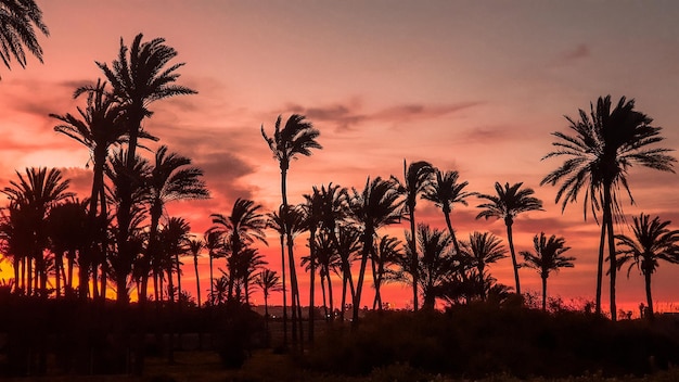 Il paradiso di Torrevieja a Lo Ferris