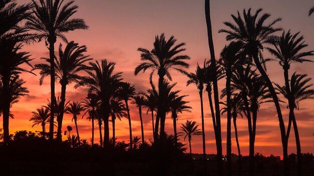 Il paradiso di Torrevieja a Lo Ferris