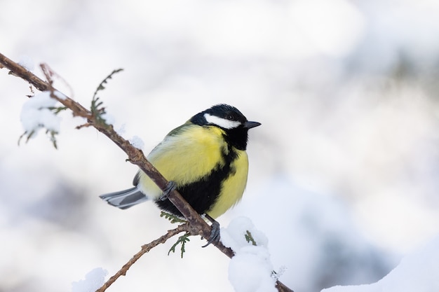 Il parco degli uccelli in inverno