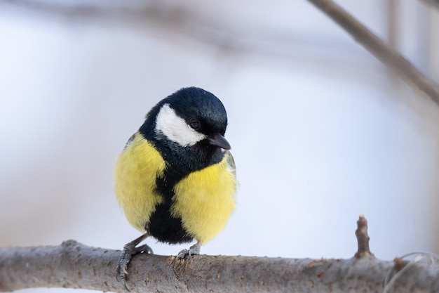 Il parco degli uccelli in inverno