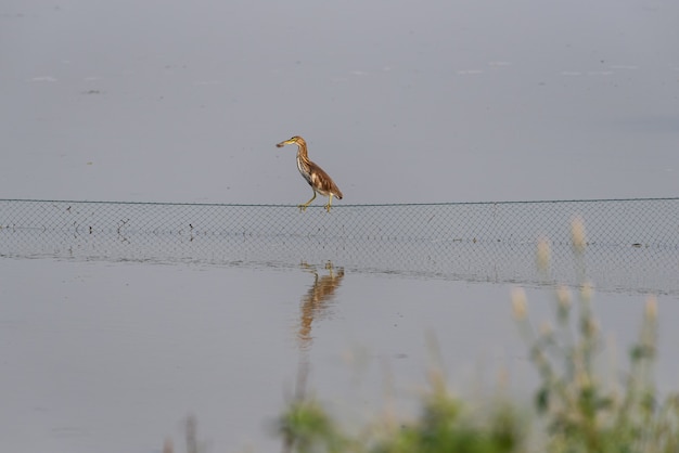 Il parco delle zone umide è ecologicamente buono. Uccelli come le garzette lo predano.