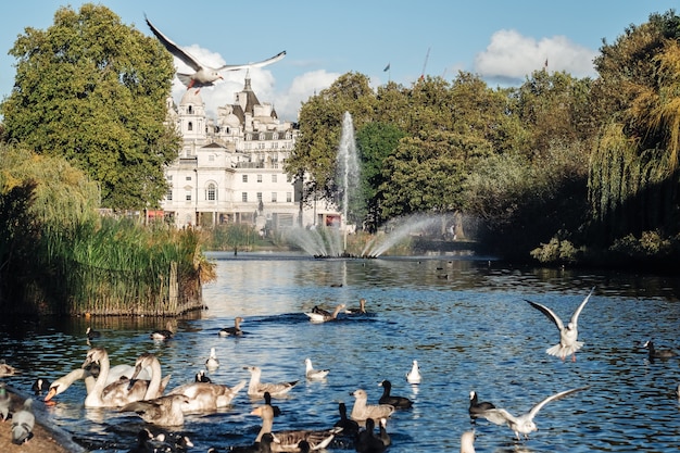 Il parco di Saint James nella città di Londra