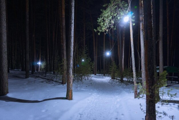 Il parco invernale è illuminato di notte con una ghirlanda di lanterne Un sentiero nella neve pulita La neve brilla sotto la luce delle lanterne Abeti verdi nella neve