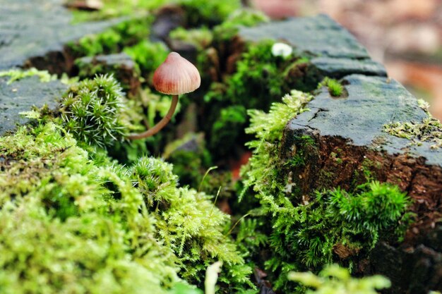 Il Parco Naturale Fragas del Eume è un'area naturale spagnola protetta nel nord della Galizia, in Spagna