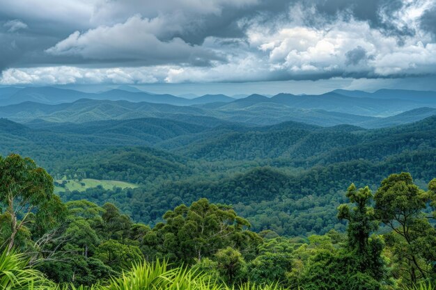 Il Parco Nazionale di Dorrigo offre una vista panoramica delle antiche foreste pluviali