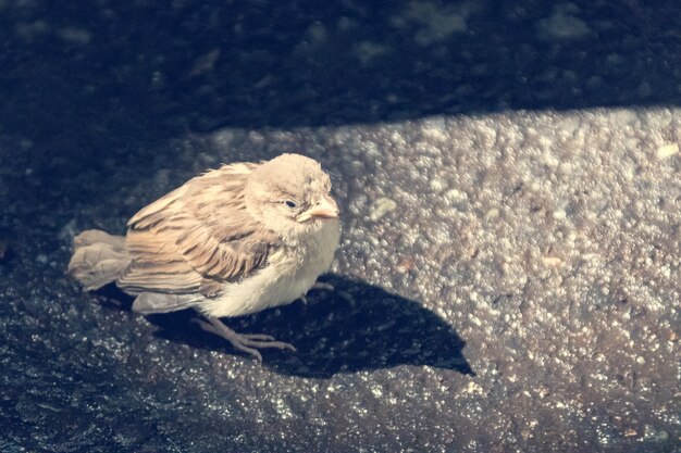 Il passero adagiato si siede su una pietra tonica