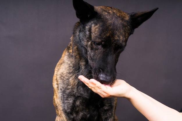 Il pastore cane marrone esegue un comando su uno sfondo giallo rosso scuro