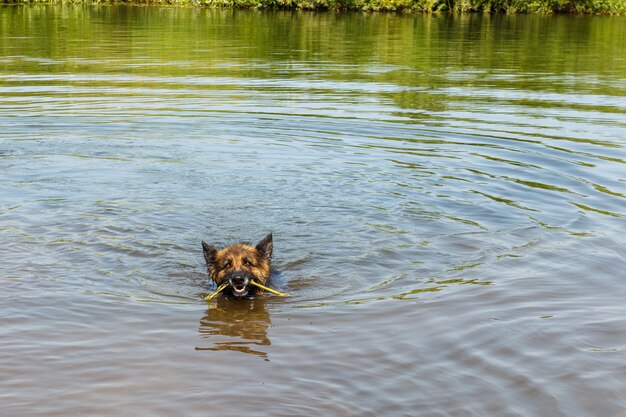 Il pastore tedesco nuota nel fiume, il cane gioca con un bastone