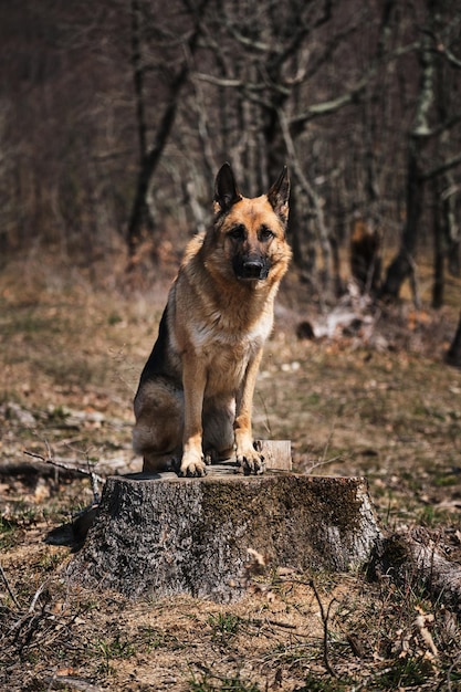 Il pastore tedesco si siede sul ceppo di albero nella foresta e distoglie lo sguardo con attenzione Cammina con il cane all'aria aperta