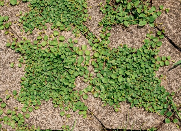 il pavimento è coperto di muschio e piccole felci