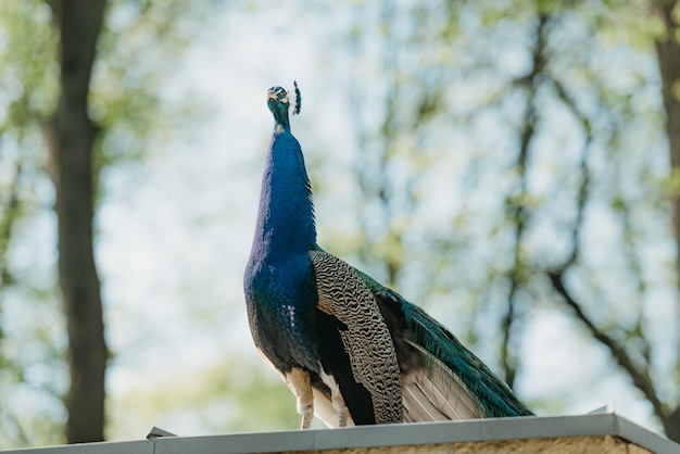 Il pavone indiano nel parco al mattino