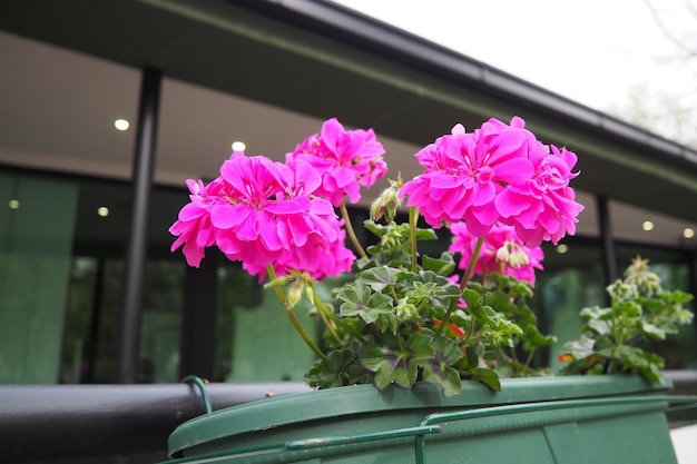 Il pelargonium peltatum è una specie di pelargonium conosciuta per