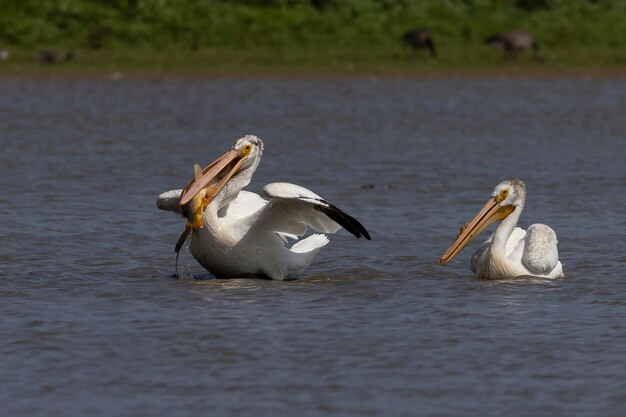 Il pellicano bianco americano Pelecanus erythrorhynchos a caccia