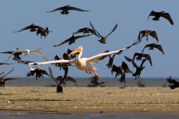 Il pellicano rosa decolla dall'acqua dal branco di cormorani comuni