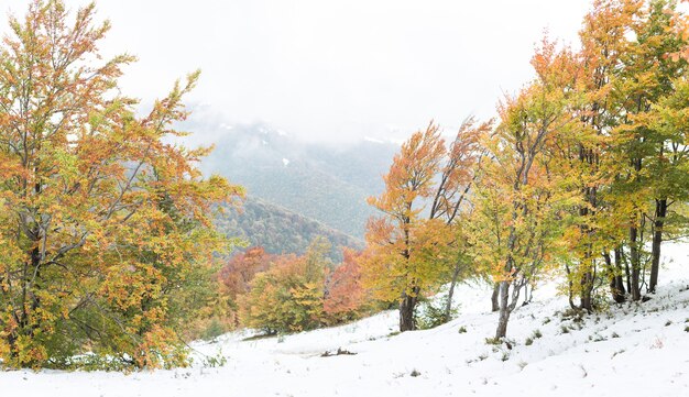 Il pendio con neve e bellissimi alberi autunnali colorati sulla catena montuosa