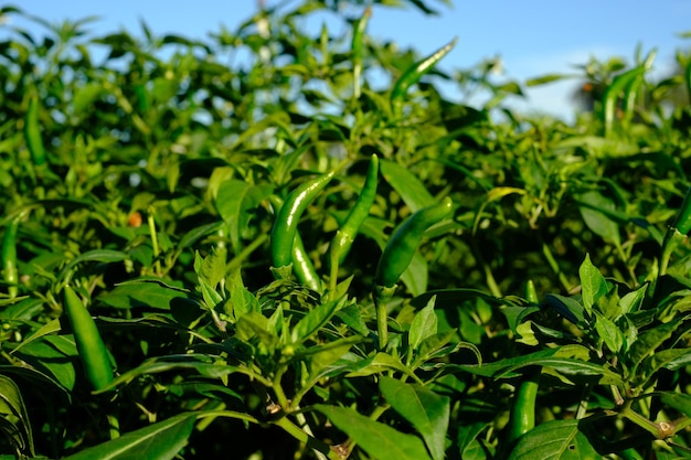 Il peperoncino fresco è un fungo