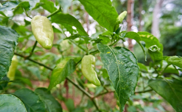 Il peperoncino fresco viene piantato in giardino