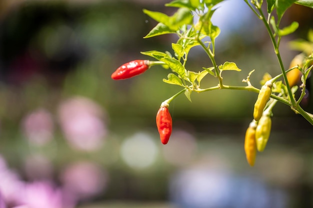 Il peperoncino rosso nell'agricoltura della fattoria del giardino è frutto di piante del genere Capsicum La frutta del peperone rosso biologico nell'agricoltura della fattoria del giardino su sfondo sfocato la mattina Indonesia