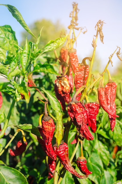 Il peperone rosso caldo appassito secco cresce nel campo. Malattia vegetale. Riscaldamento globale e raccolta