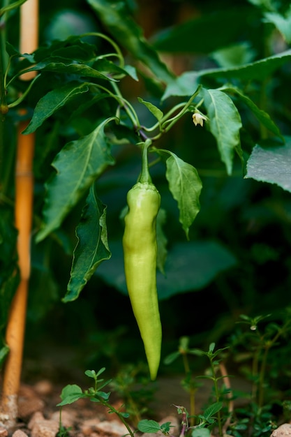 Il peperone verde è appeso a un cespuglio sopra il suolo