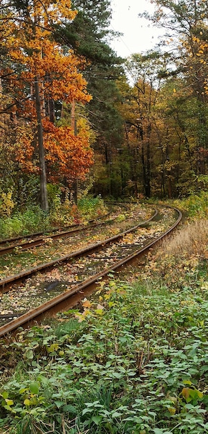 Il percorso del tram nella foresta autunnale si trasforma in una fiaba