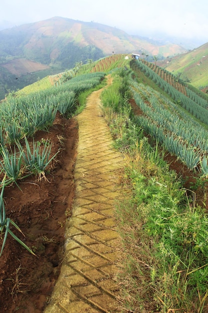Il percorso delle terrazze della piantagione di porri ad Argapura Majalengka West Java Indonesia