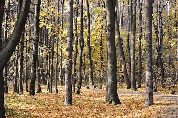 Il percorso nel parco autunnale - paesaggio autunnale