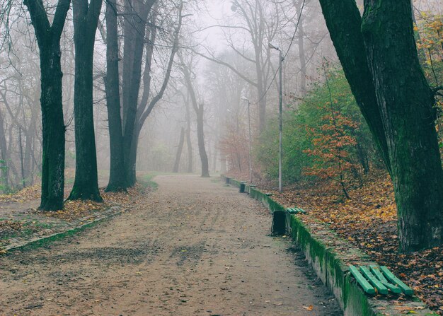 Il percorso nel parco nebbioso d'autunno