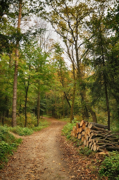 Il percorso nella foresta autunnale.