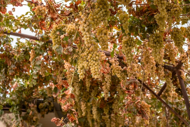 Il pergolato di vite nel giardino del cortile deve essere alto e stabile 2