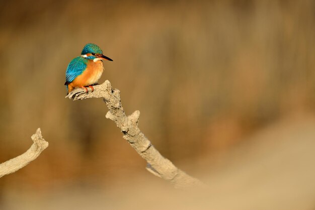 Il pescatore comune Alcedo Atthis seduto su un ramo d'albero