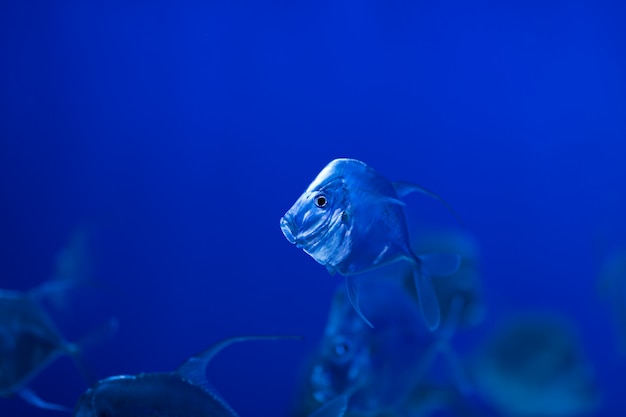 Il pesce di Selene Vomer galleggia nell'acqua blu