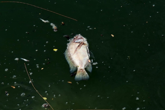 Il pesce morto galleggiava nell'inquinamento dell'acqua dell'acqua scura