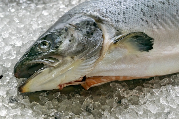 Il pesce non fresco con gli occhi infossati giace su una vetrina nel ghiaccio