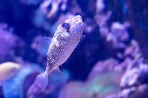 Il pesce porcospino si nasconde sotto il corallo della lattuga Ajargo Pesce porcospino gigante o pesce porcospino maculato Diodon hystrix e corallo lattuga o corallo a scorrimento giallo