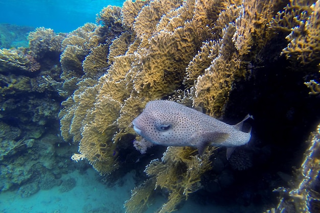 Il pesce riccio sembra