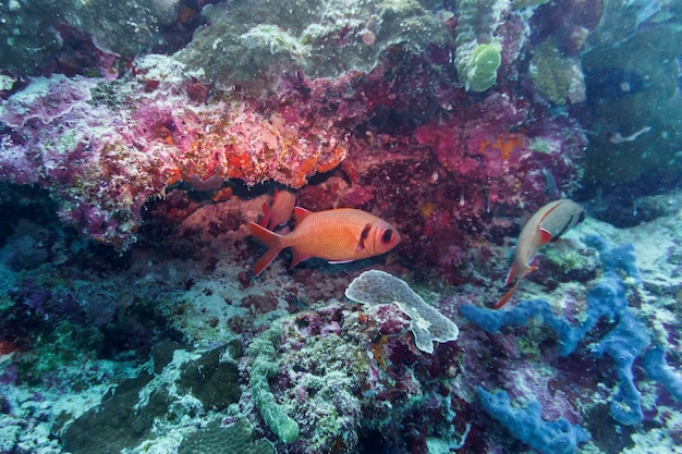 Il pesce soldato a punta nera Myripristis botche nella barriera corallina delle isole Maldive La fauna selvatica marina tropicale e corallina Bellissimo mondo sottomarino Fotografia sottomarina