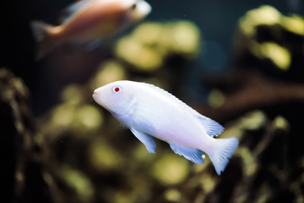 Il pesce zebre Albino galleggia in acquario.